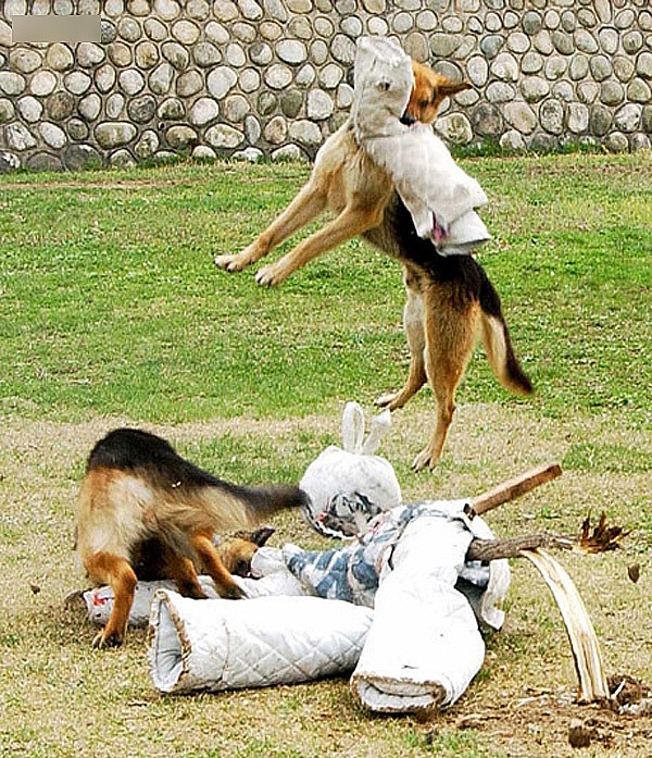 Những chú chó trong giờ huấn luyện