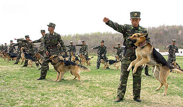 Một ngày huấn luyện của "Binh chủng đặc biệt" quân đội Bắc Triều Tiên - Quân khuyển