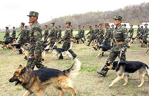 "Chiến sĩ và chiến khuyển" Bắc Triều Tiên ngoài thao trường huấn luyện