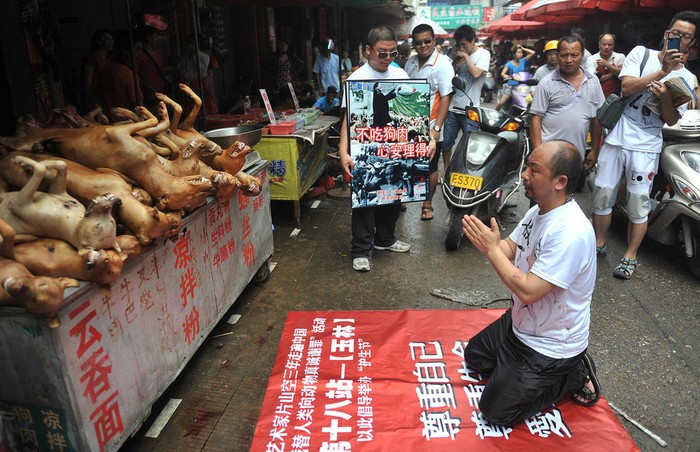 Một thành viên của nhóm bảo vệ động vật quỳ rạp khấu đầu trước một sạp chó thịt trong lúc người khác trưng khẩu hiệu tuyên truyền: "Không ăn thịt chó, tâm sẽ bình an"