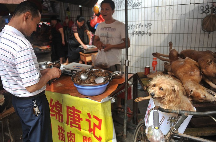 Thịt chó chín cũng được bày bán khắp chợ