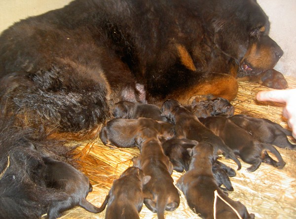 Một con chó ngao Tây Tạng khác sinh 13 cún con 1 lứa