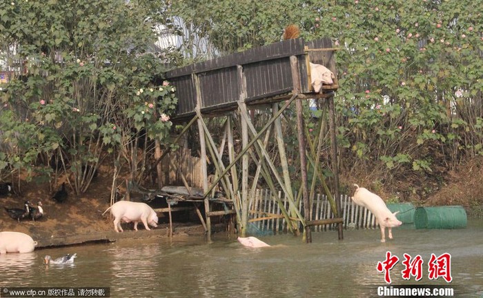 Những con lợn biết bơi và nhảy cầu có giá cao gấp 3 lần lợn nuôi thông thường
