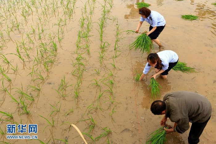 Công chức mới phải xuống ruộng cấy với dân trong thời gian thử việc.