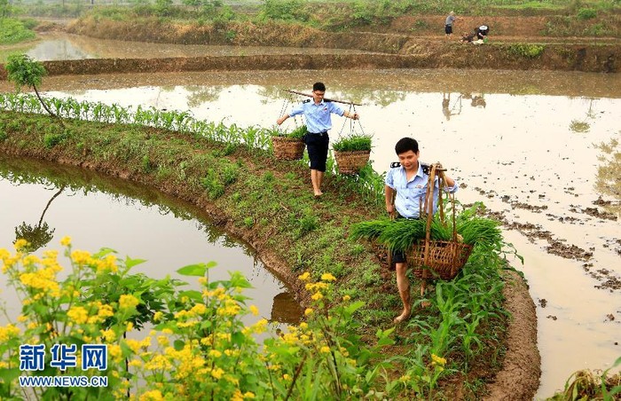 Lội ruộng, gồng gánh để trải nghiệm cuộc sống vất vả của người nông dân để có thái độ phục vụ đúng mực.