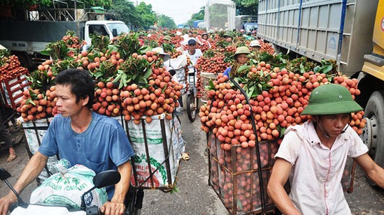 Hình ảnh trái vải thiều Việt Nam trên tờ China Daily.