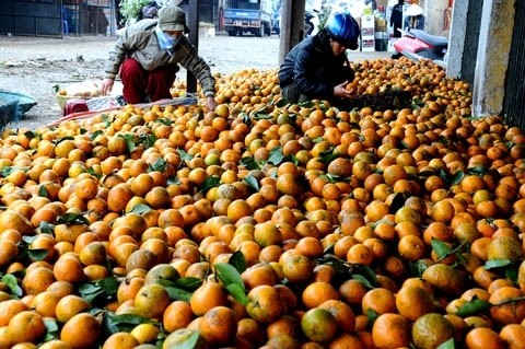 Trái cam sành Hà Giang, ảnh: Hoài Anh/Nông thôn ngày nay.