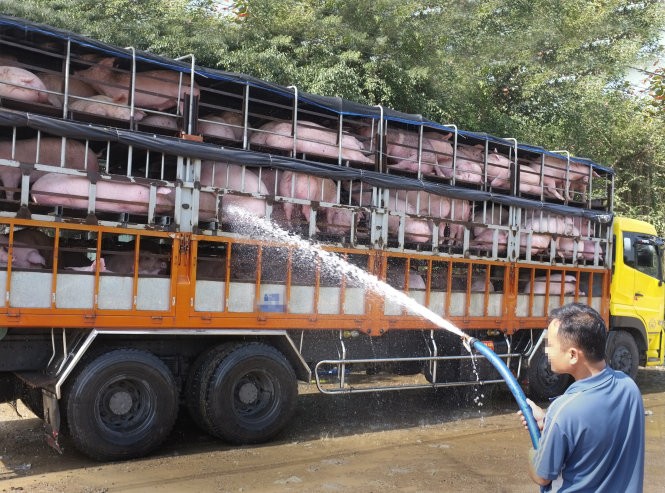 Ảnh minh họa bài báo &quot;Đua nhau nuôi heo bán cho Trung Quốc&quot; trên báo Tuổi Trẻ ngày 3/5/2016. Ảnh: Hoài Linh / Báo Tuổi Trẻ.