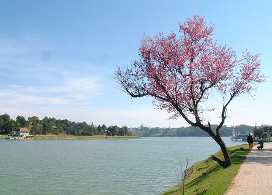 Festival Hoa là lễ hội dành cho mọi người, nhưng với teen, đặc biệt có nhiều điều thú vị. Bạn Nguyễn Thị Mơ (ĐH Yersin) hào hứng: "Tớ chắc chắn các bạn sẽ thích thú bởi Lễ hội Carnaval đường phố tràn ngập hoa là hoa. Chuyến chinh phục Langbiang đầy thú vị".