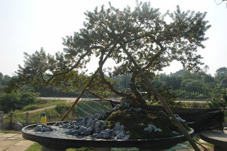 Cùng thời điểm mua cây sanh “ngai vàng” 5,5 tỷ đồng, đại gia đất Phú Thọ này cũng tậu thêm cây ổi Tàu có dáng “Phượng vũ” với giá 2 tỷ đồng.