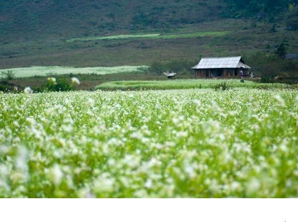 1. Cải trắng Mộc Châu (Sơn La) Hành trình tham khảo: Mộc Châu – Thác Dải Yếm – Rừng thông bản Áng. Mộc Châu đang mùa hoa cải. Khắp các thôn bản, các nương đồi được nhuộm một sắc trắng tinh khôi... mang đến vẻ đẹp thơ mộng và quyến rũ cho bức tranh thu Mộc Châu. Nguồn ảnh:Internet.