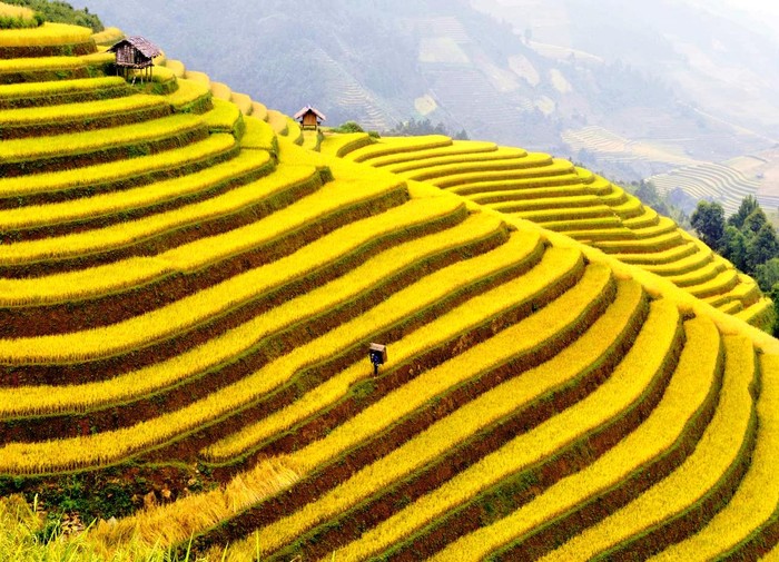 2. Hoàng Su Phì mùa lúa chín, mùa tam giác mạch (Hà Giang) Mùa thu là mùa đẹp nhất trong năm ở Hoàng Su Phì. Đây là lúc các thửa ruộng bậc thang đang vào vụ lúa chín. Nguồn ảnh:Kienthucgiadinh