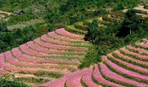 Giữa tháng 10 và đầu tháng 11 là thời điểm hoa tam giác mạch trên vùng cao nguyên Hoàng Su Phì, Xí Mần nở rộ. Những bông hoa li ti, màu hồng phớt bỗng nhiên cùng rộ lên một dịp khiến cho cả sườn núi như được tô thắm nên một sắc màu hồng phớt rất mộng mơ.