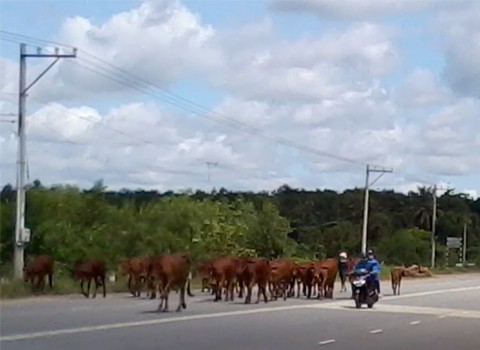 Đàn bò chiếm hết đường đi, chụp tại Bình Dương. Ảnh: Dang Nguyen