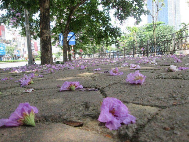 Những cánh bằng lăng rụng tím lối đi