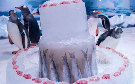 Chim cánh cụt Gentoo ăn mừng với một chiếc bánh băng cá đông lạnh tại Aquarium Sea Life ở London
