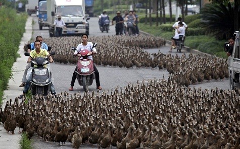 Khoảng 5000 con vịt bổ nhào xuống đường tại Taizhou, tỉnh Chiết Giang