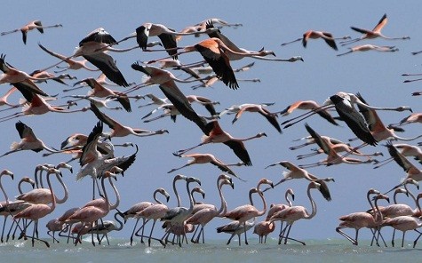 Những con chim hồng hạc tại một khu bảo tồn gần Manaure, Guajira tỉnh, Colombia