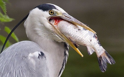 Một con diệc xám cố gắng nuốt một con cá chép trong một hồ ở Dublin