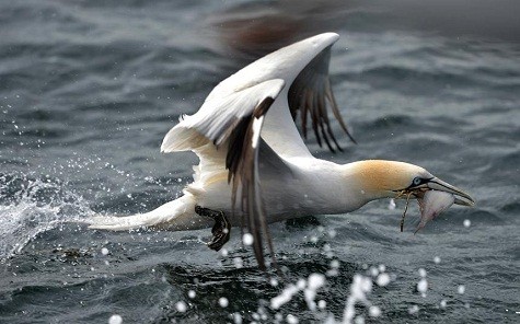 Một con chim đang bắt cá tại biển ngoài khơi Bass Rock Firth của Forth ở Dunbar, Scotland.