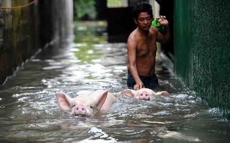 Một người đàn ông sơ tán lợn qua một đường phố bị ngập lụt ở Manila sau trận mưa to gió lớn