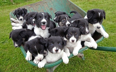 Một con chó tại Leominster, Herefordshire, đã cho ra đời một lứa 14 con cún con.