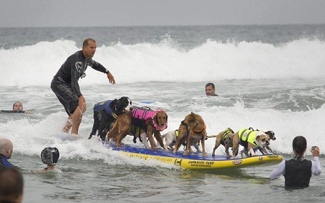 Một người lướt sóng cùng với nhiều thành viên khác là những chú chó cưng được mặc áo phao đầy đủ tại California