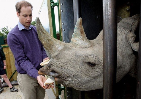 Hoàng tử William cho con tê giác đen năm tuổi được gọi là Zawadi tại Port Lympne Công viên động vật hoang dã ở Kent ăn bánh.
