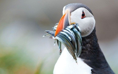 Loại chim biển với cái mỏ của nó nhồi đầy cá nhỏ được phát hiện ở quần đảo Farne bởi nhiếp ảnh gia động vật hoang dã 17 tuổi Nicholls
