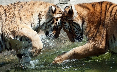 Hai con hổ Siberia chơi trong nước tại sở thú ở Magdeburg, Đức.
