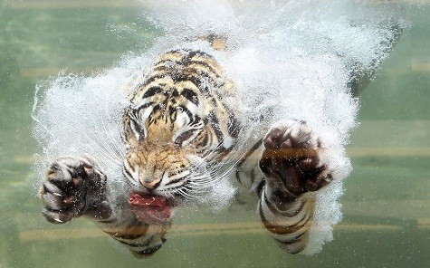 Một con hổ Bengal có tên là Akasha lặn xuống nước sau khi ngoạm một miếng thịt ở Six Flags Discovery Kingdom ở Vallejo, California.