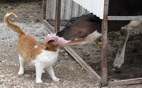 Cuộc gặp gỡ hết sức tình cảm giữa con mèo trắng và một con bò sữa tại một trang trại ở Shephela, Israel.