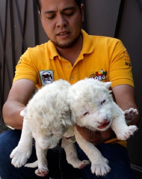 Zookeeper giữ hai con sư tử trắng trong khu bảo tồn của họ tại Loro Parque Zoo tại Puebla, Mexico. Ba con sư tử trắng con non được sinh ra vào thứ tư nhưng chỉ có hai con sống sót.