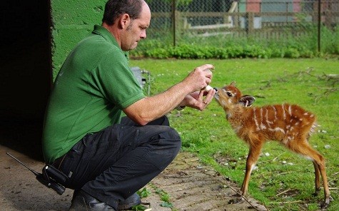 Một con hươu non ở sở thú ZSL Whipsnade bú bình bởi người chủ của mình. Con thú non bảy tuần tuổi được đặt tên là Chloe.