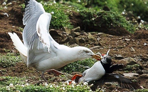 Jan Hannaford chụp ảnh con mòng ăn cắp cá từ mỏ của một loại chim biển trên đảo Skomer, Pembrokeshire, Wales.