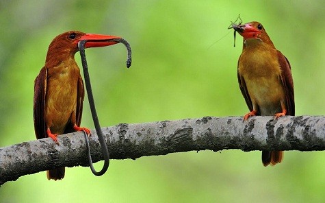 Hai chim bói cá với cái mỏ hồng hào cắp một con rắn và một con dế trong mỏ của nó cùng đậu trên một cành cây ở Ganghwa, tỉnh Gyeonggi, Hàn Quốc.