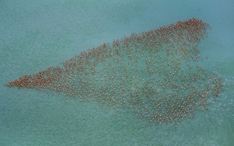 Một đàn chim hồng hạc Caribbean ở Yucatan, Mexico, tạo thành hình trái tim trong khi kiếm ăn trong hồ.