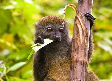 Còn khoảng 100 con vượn tre lớn sinh sống ở Madagascar. Chúng đang bị đe dọa bởi nạn săn bắt của con người và mất đi môi trường sống. Ảnh: AP.