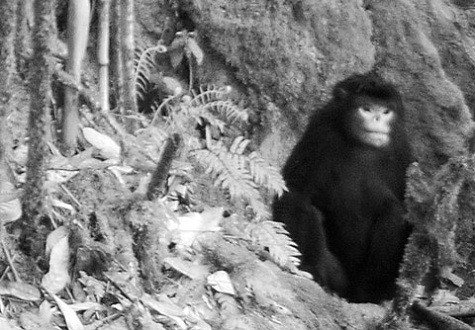 Khỉ mũi hếch Myanmar (Rhinopithecus strykeri). Chúng đang đứng trước nguy cơ tuyệt chủng do nạn săn bắn lấy xương, lông thú, hộp sọ, bộ não cho y học. Khỉ mũi hếch Myanmar có chiều cao khoảng 60 cm và đuôi dài hơn thân. Chúng không có sống mũi song lại có cặp môi rất dày. Do thiếu sống mũi nên hai lỗ mũi của khỉ hướng lên phía trên khiến nước mưa rất dễ lọt vào và gây hiện tượng hắt hơi. Những cánh rừng mà khỉ mũi hếch Myanmar sinh sống có độ cao tới 3.000 m. Vào những ngày có mưa, chúng thường úp mặt vào đầu gối để nước không lọt vào mũi. Người dân nhận thấy khỉ hắt hơi rất nhiều khi trời mưa. Ảnh: PRCF.