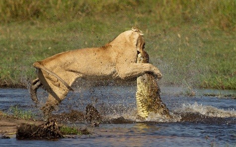 Sư tử cái chiến đấu với cá sấu khổng lồ ở đồng bằng sông Okavango, Botswana.