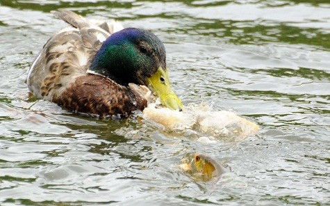 Vịt đang ăn bánh mì và một con cá bật đầu ra khỏi nước để ăn ké.