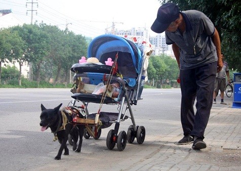 Em bé gái nằm trong xe đẩy để con chó cưng kéo đi tại Trung Quốc.