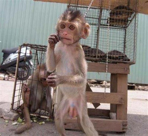 Không phân biệt to nhỏ, những con khỉ này đều bị ép buộc mua vui cho con người (Ảnh minh họa: Internet)