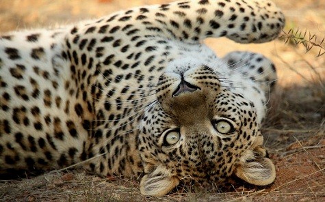 Một con báo tại Kavita Lion Lodge ở Namibia.