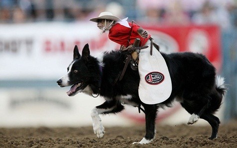 Chó cõng khỉ chạy tại Rodeo Reno, Nevada, Mỹ