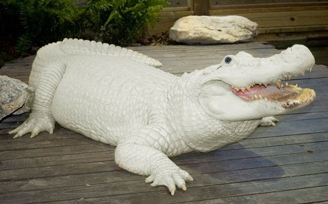 Đây là Je Trezo, một trong bốn con cá sấu tại Gatorland tại Orlando, Florida. Chỉ có 15 con cá sấu leucistic được biết đến trên thế giới. Theo Tim Williams, cá sấu Leucistic được biết đến với làn da trắng và đôi mắt xanh.