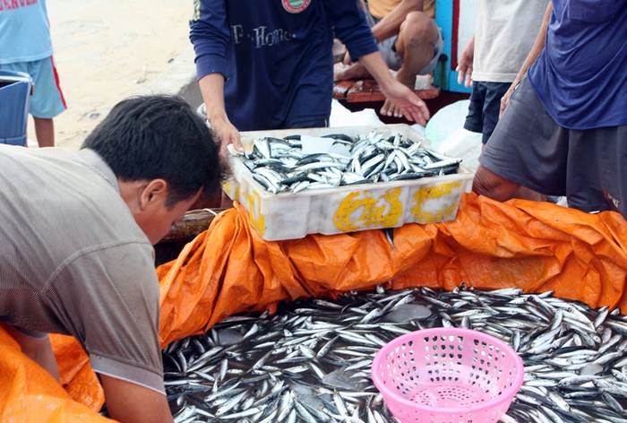 ...Cho cá về đầy khoang...