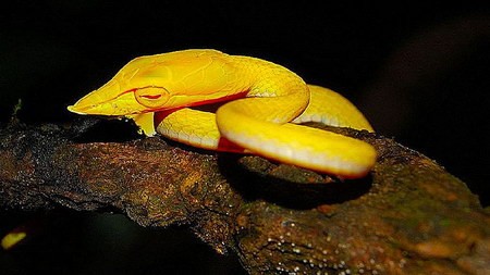 Điểm nhấn đặc biệt của loài rắn kì lạ này chính là màu sắc ố thể biến đổi tùy theo từng môi trường chúng sống