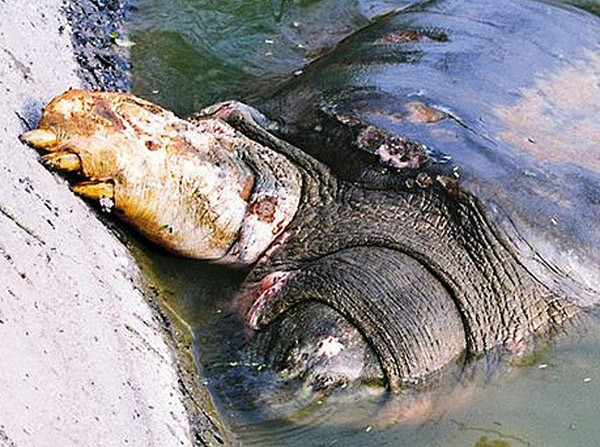 Rùa Hồ Gươm hiện đã được nâng mức bảo vệ trong Công ước quốc tế