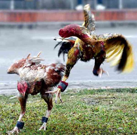 Câu chuyện “thần kê” đã làm biết bao thế hệ chơi gà nòi mê mẩn.